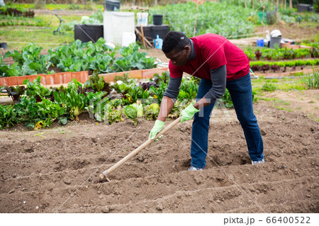 African American tilling soil before planting vegetables African American tilling soil before planting vegetables 66400522