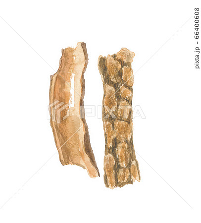 杜仲　トチュウ　樹皮 66400608