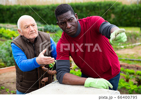 Gardeners talking together ponting to field with vegetables Gardeners talking together ponting to field with vegetables 66400795