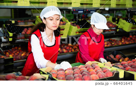 Focused woman working on fruit sorting line at warehouse, checking quality of nectarines Focused woman working on fruit sorting line at warehouse, checking quality of nectarines 66401645