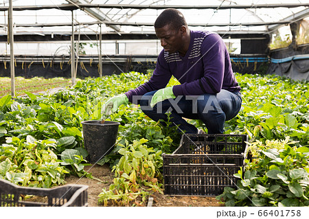 Confident afro-american gardener cares for plants Confident afro-american gardener cares for plants 66401758