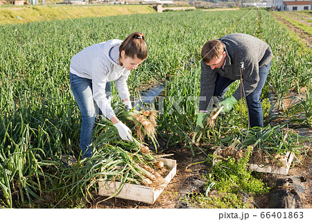 Farm couple picking green onions Farm couple picking green onions 66401863