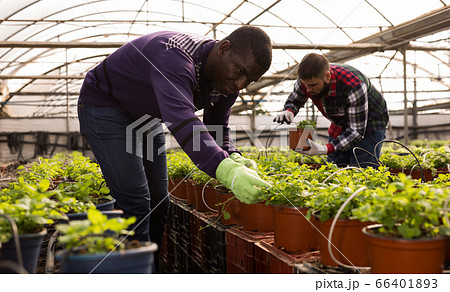 Men supervising growth of houseplants Men supervising growth of houseplants 66401893