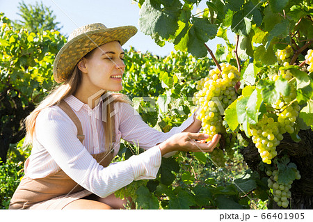 Female gathering harvest of white grapes Female gathering harvest of white grapes 66401905