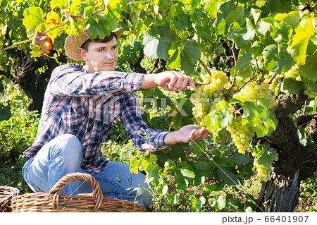 Man picking white grapes in vineyard Man picking white grapes in vineyard 66401907