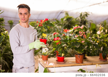 Young gardener caring for flowers in orangery 66402036