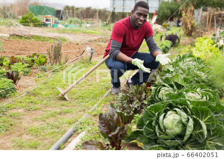 African american gardener picking fresh cabbage in garden 66402051