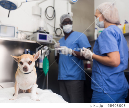 Doctor vet and assistant bandage chihuahua dog with bandage after surgery 66403003