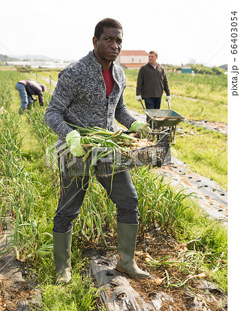 African american farmer carrying box with scallions African american farmer carrying box with scallions 66403054