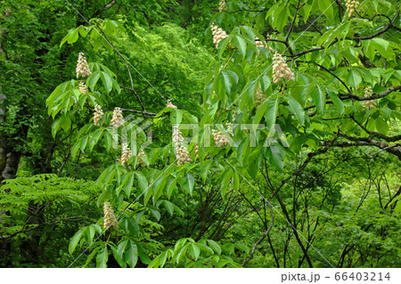 新緑の枝先に咲くトチノキの花-恵みの森 福島県只見町 新緑の枝先に咲くトチノキの花-恵みの森 福島県只見町 66403214