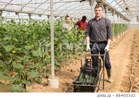 Farmer carrying wheelbarrow with cucumbers 66403332
