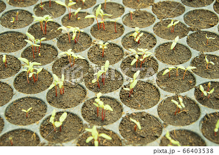 Hydroponics lettuce vegetable sprout in plastic Hydroponics lettuce vegetable sprout in plastic 66403538