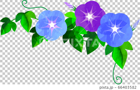 Japanese Asagao Morning Glory Asagao Illustration Stock Illustration