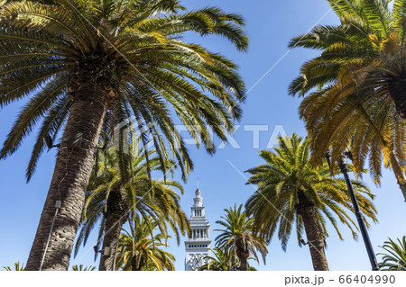 USA, California, San Francisco, Palm trees and top of tower against clear sky USA, California, San Francisco, Palm trees and top of tower against clear sky 66404990