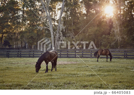 Horses grazing in pasture Horses grazing in pasture 66405083