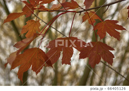 Maple leaves on branch in autumn Maple leaves on branch in autumn 66405126