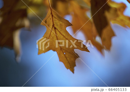 Oak leaves on branch in autumn 66405133