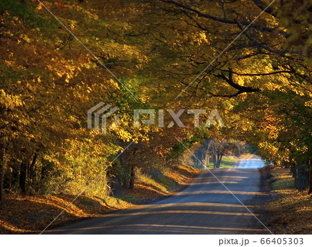 United Kingdom, England, Road in autumn forest United Kingdom, England, Road in autumn forest 66405303