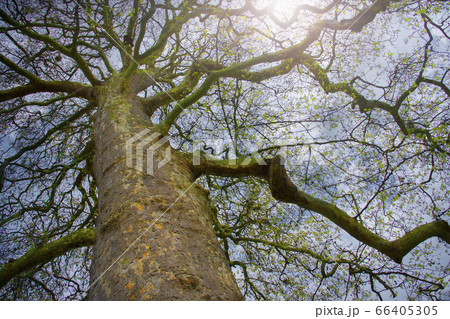 United Kingdom, London, Low angle view of large tree 66405305
