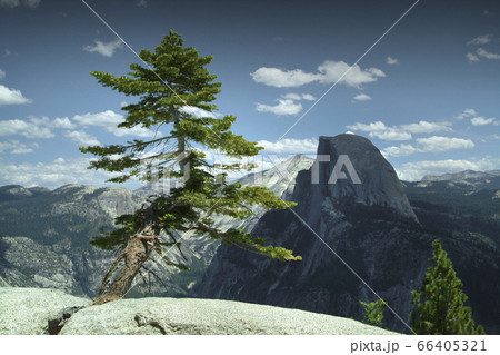 USA, California, Yosemite, Juniper tree in mountains 66405321