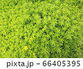 多肉植物ぎっしり緑 66405395