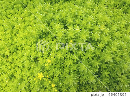 多肉植物ぎっしり緑 多肉植物ぎっしり緑 66405395