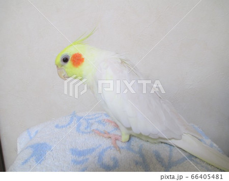 手乗りのオカメインコ　ルチノー 66405481