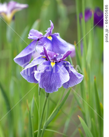 ハナショウブ 66405686