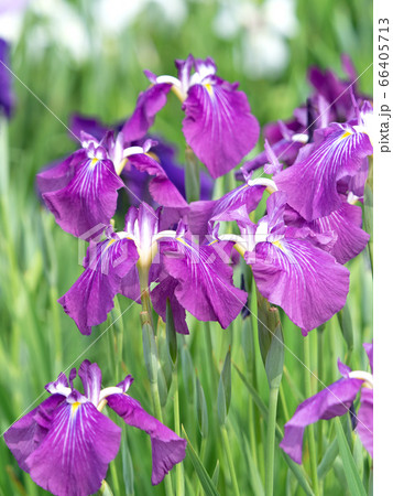 ハナショウブ 66405713