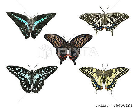 リアルタッチのアゲハ蝶5種のイラスト素材