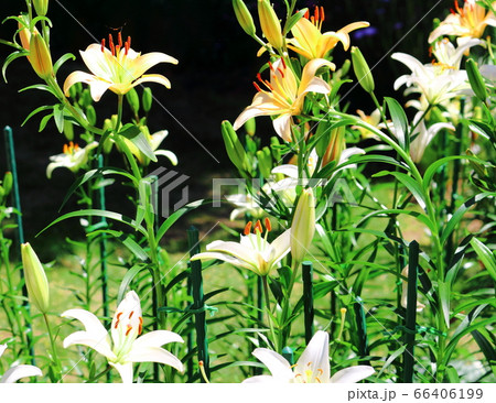 松本の花フェスタ　その2006　　：　　花と植物が織りなす色紙　その2006 66406199