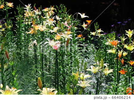 松本の花フェスタ その2006 : 花と植物が織りなす色紙 その2006 松本の花フェスタ その2006 : 花と植物が織りなす色紙 その2006 66406214