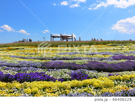 松本の花フェスタ その2006 : 花と植物が織りなす色紙 その2006 松本の花フェスタ その2006 : 花と植物が織りなす色紙 その2006 66406229