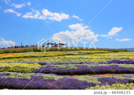 松本の花フェスタ その2006  :  花と植物が織りなす色紙 その2006 松本の花フェスタ その2006  :  花と植物が織りなす色紙 その2006 66406235
