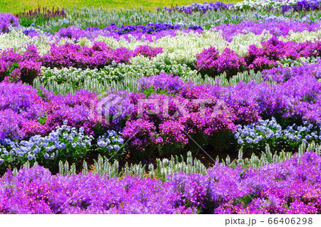 松本の花フェスタ　その2006　　：　　花と植物が織りなす色紙　その2006 66406298