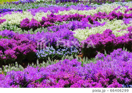 松本の花フェスタ その2006 : 花と植物が織りなす色紙 その2006 松本の花フェスタ その2006 : 花と植物が織りなす色紙 その2006 66406299