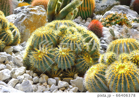 松本の花フェスタ　その2006　　：　　花と植物が織りなす色紙　その2006 66406378