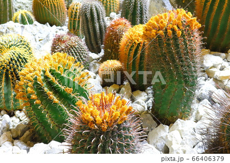 松本の花フェスタ　その2006　　：　　花と植物が織りなす色紙　その2006 66406379