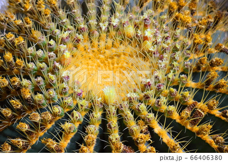 松本の花フェスタ　その2006　　：　　花と植物が織りなす色紙　その2006 66406380