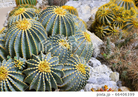松本の花フェスタ その2006  :  花と植物が織りなす色紙 その2006 松本の花フェスタ その2006  :  花と植物が織りなす色紙 その2006 66406399