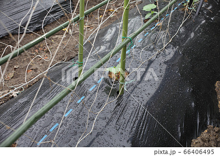 梅雨どきのキュウリ畑 66406495