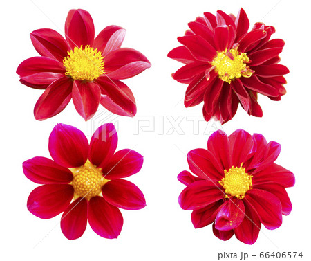 collection red chrysanthemum isolated on white collection red chrysanthemum isolated on white 66406574
