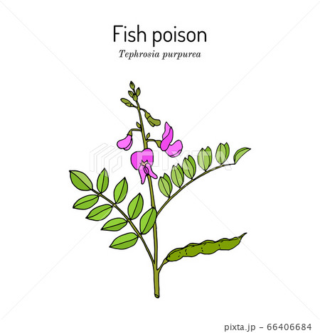 Fish poison tephrosia purpurea , medicinal plant. 66406684