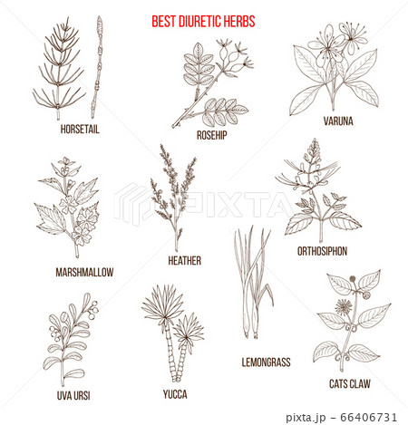 Best diuretic herbs set 66406731