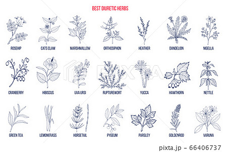 Best diuretic herbs set 66406737