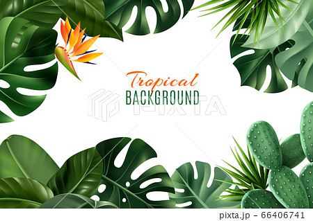 Tropical Background With Frame From Leaves  66406741