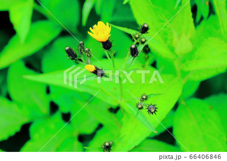美しき高山植物 その2006 : 花と植物が織りなす色紙 その2006 美しき高山植物 その2006 : 花と植物が織りなす色紙 その2006 66406846