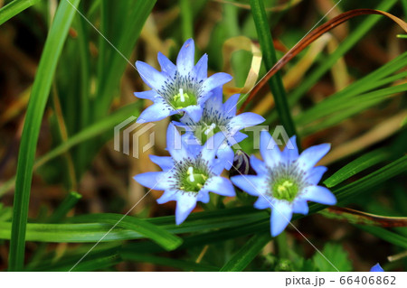 美しき高山植物　その2006　　：　　花と植物が織りなす色紙　その2006 66406862