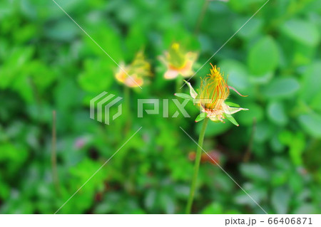 美しき高山植物　その2006　　：　　花と植物が織りなす色紙　その2006 66406871