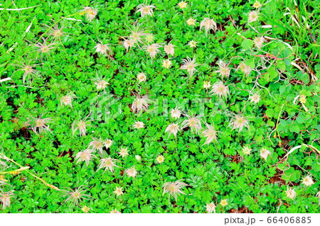 美しき高山植物　その2006　　：　　花と植物が織りなす色紙　その2006 66406885